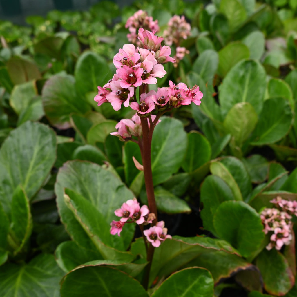 Bergenia cordifolia Image