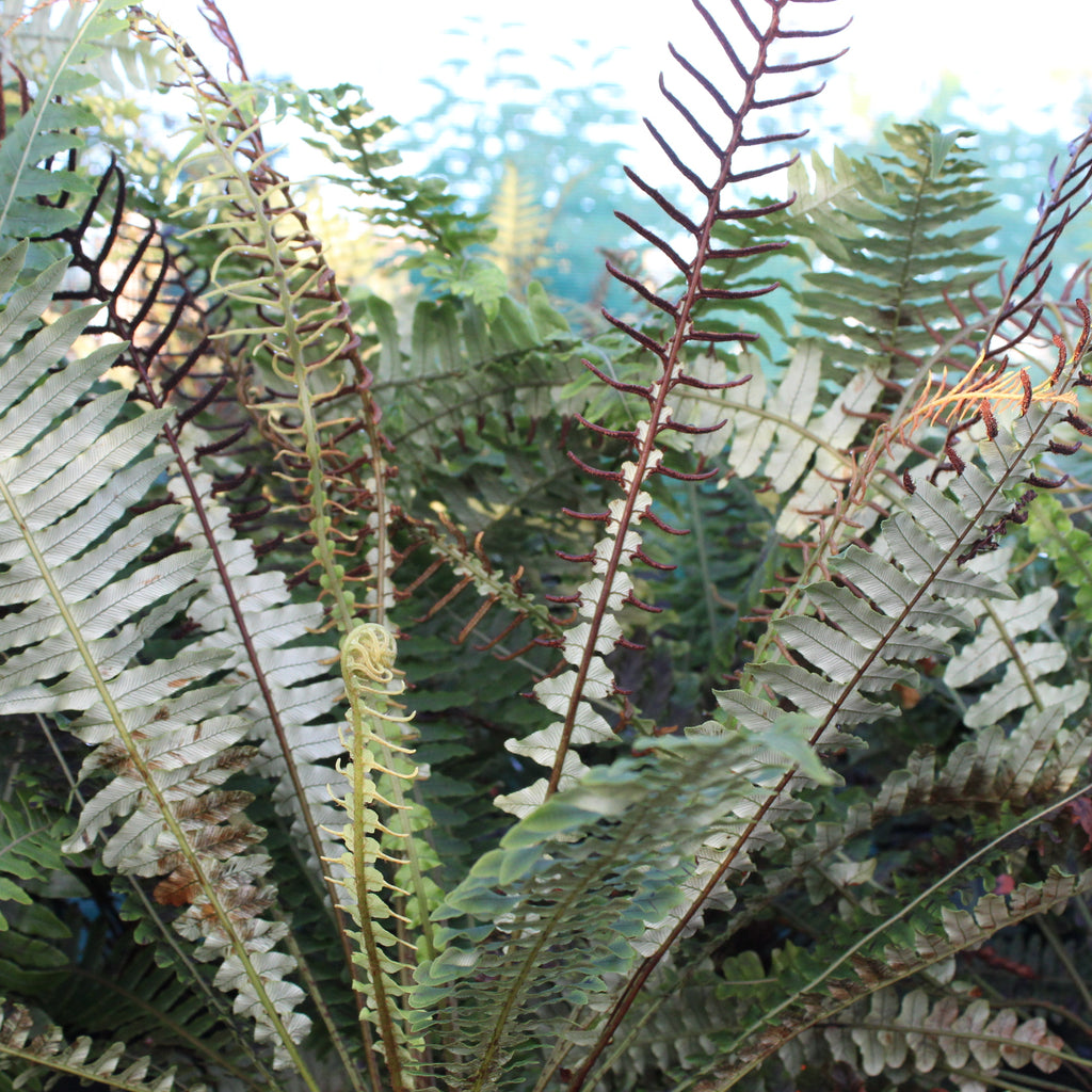 Blechnum discolor Image