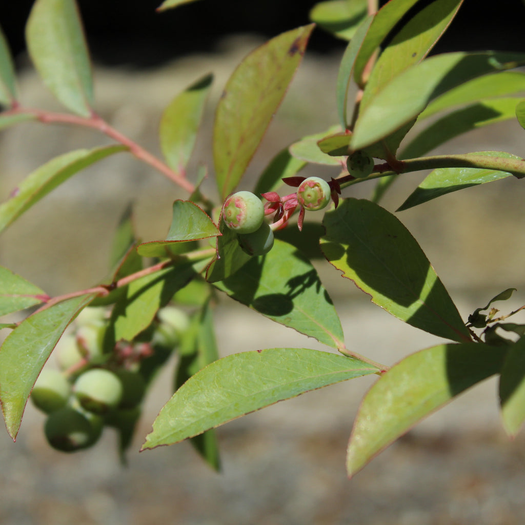 Blueberry Tifblue Image