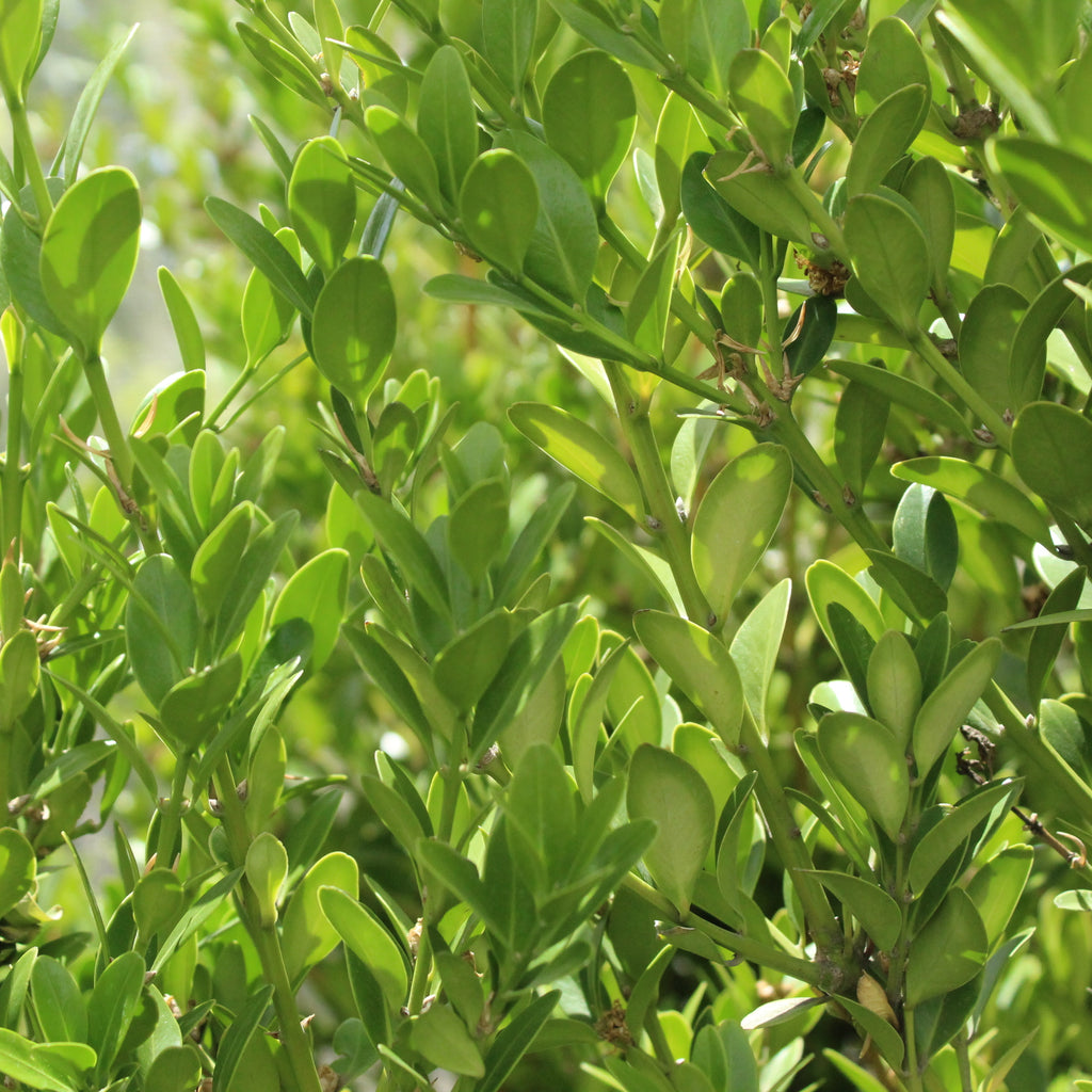 Buxus balearica Image