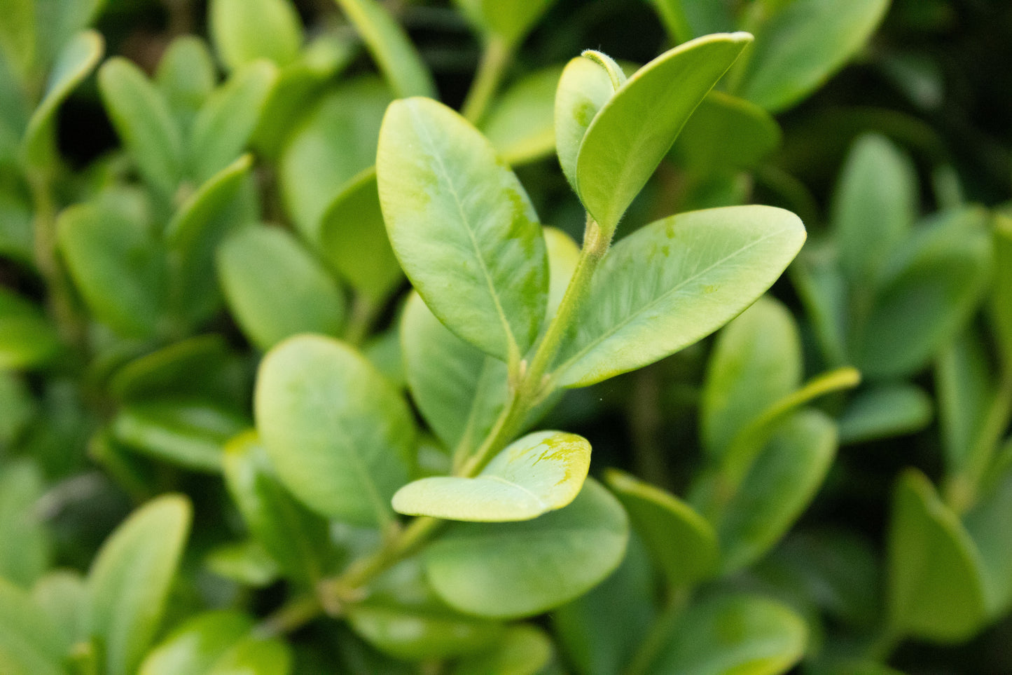 Buxus Graham Blandy