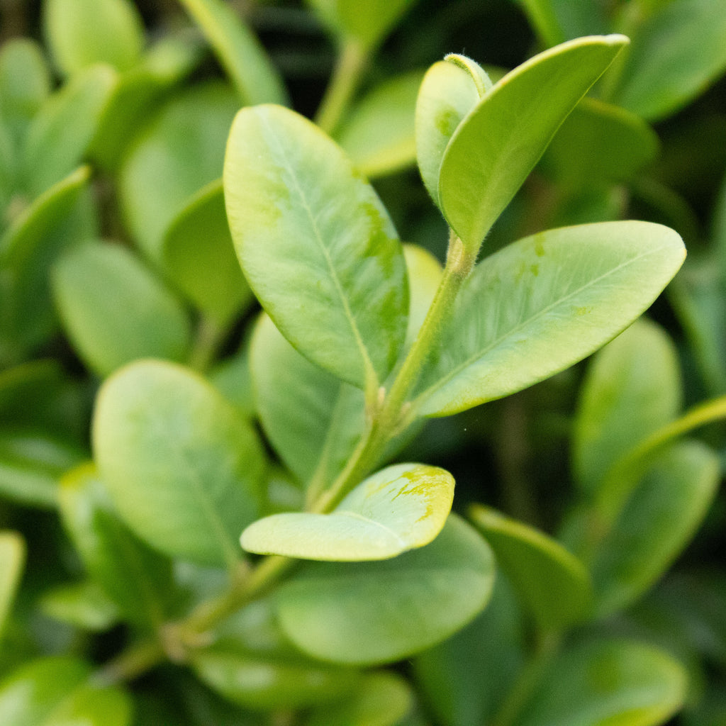 Buxus Graham Blandy Image