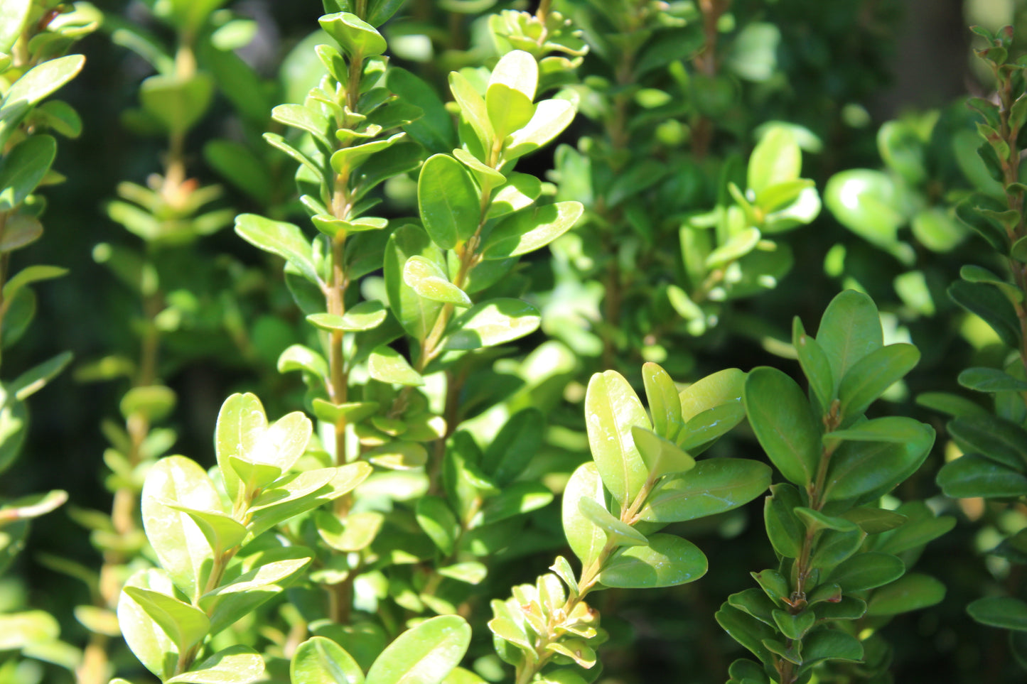 Buxus handsworthiensis