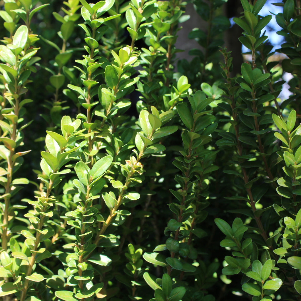 Buxus handsworthiensis Image