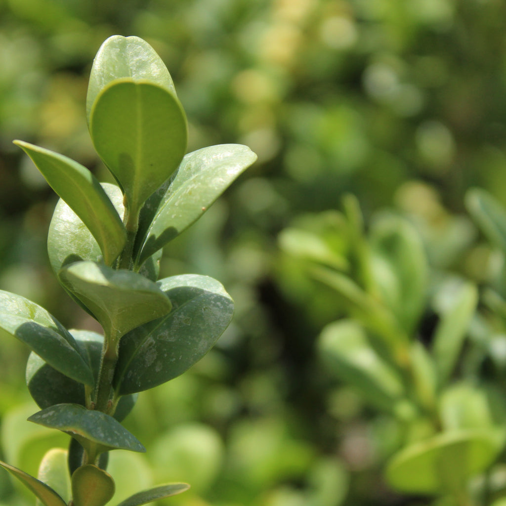 Buxus rotundifolia Image