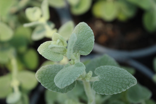 Ballota pseudodictamnus