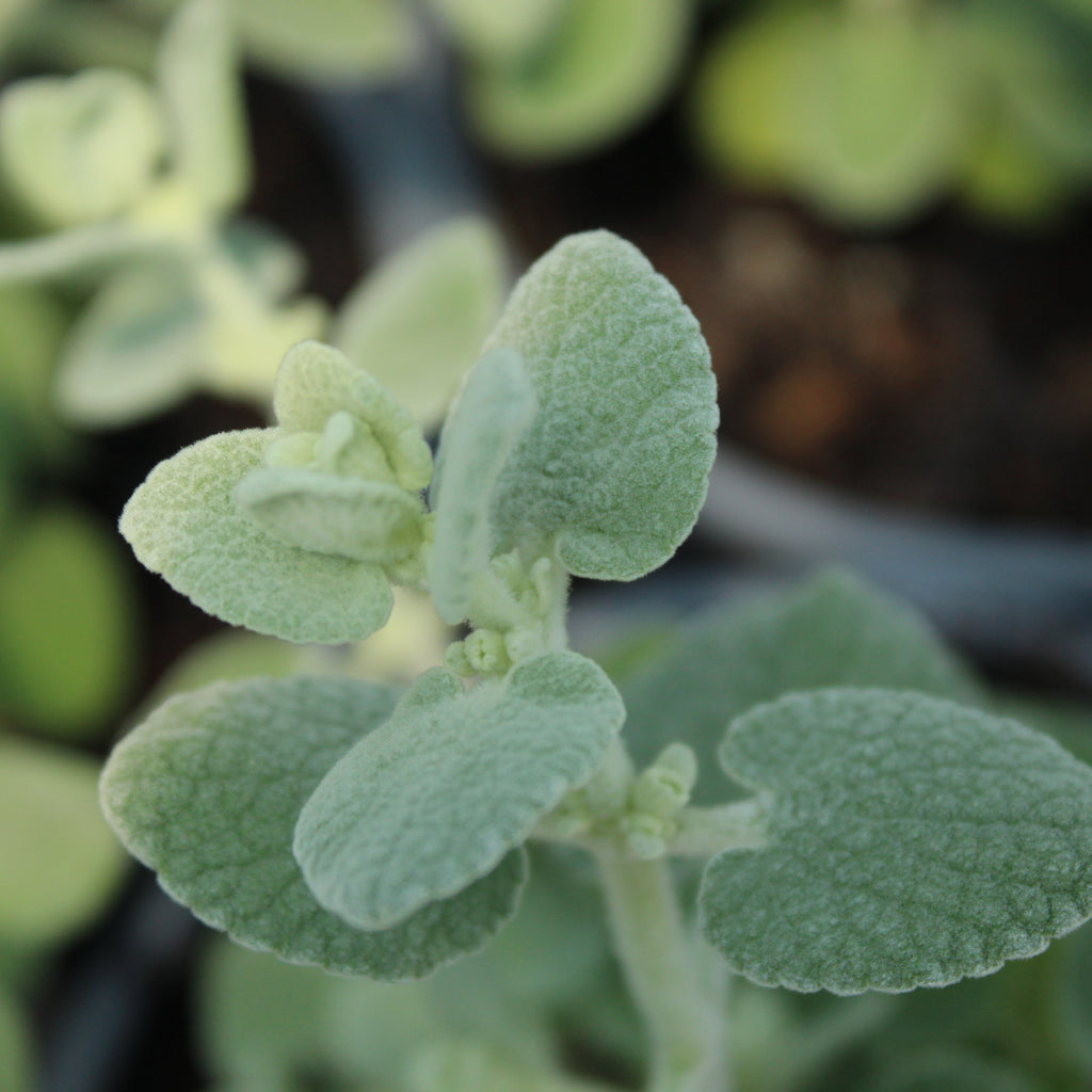 Ballota pseudodictamnus Image