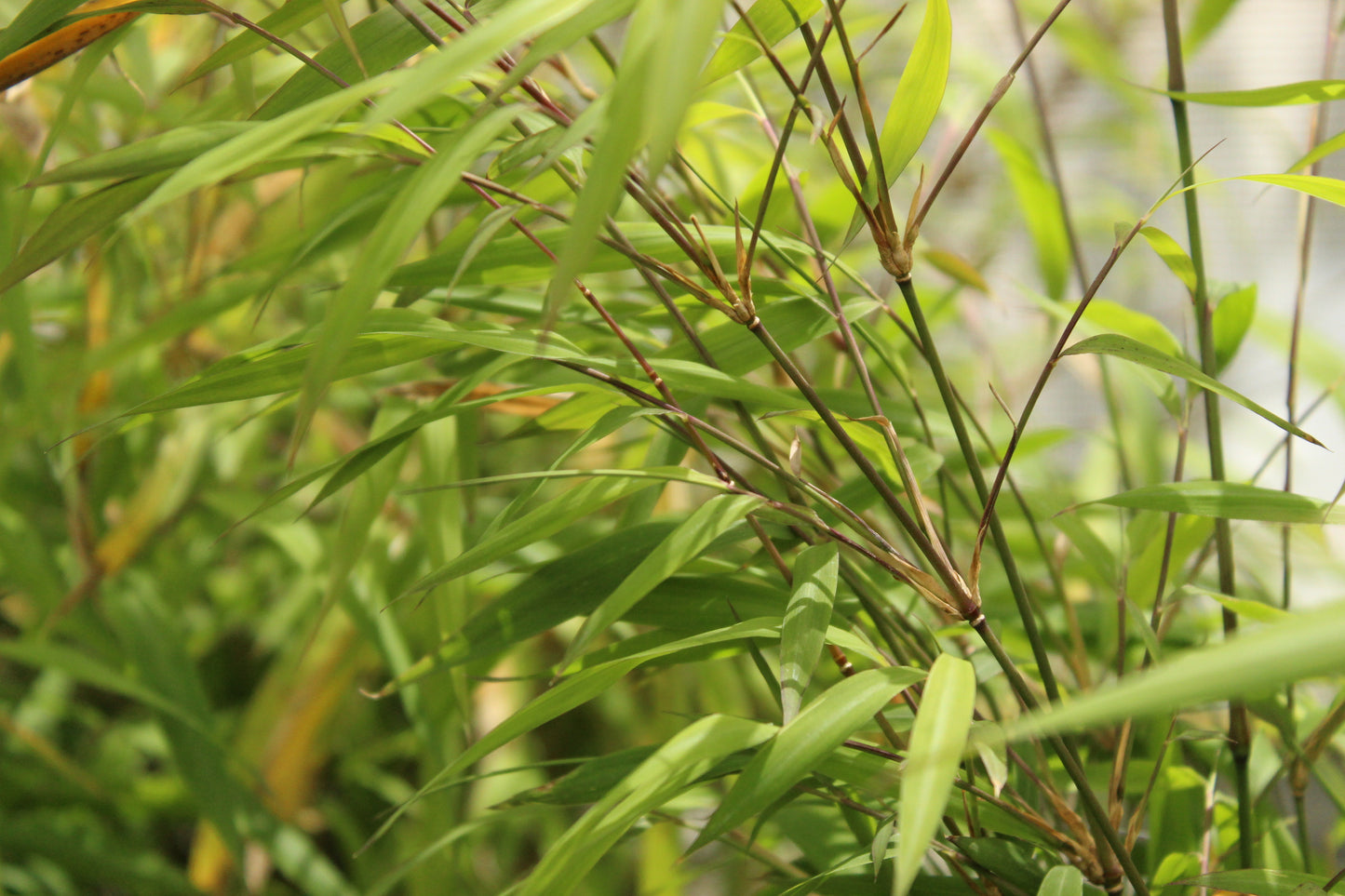 Bambusa gracilis