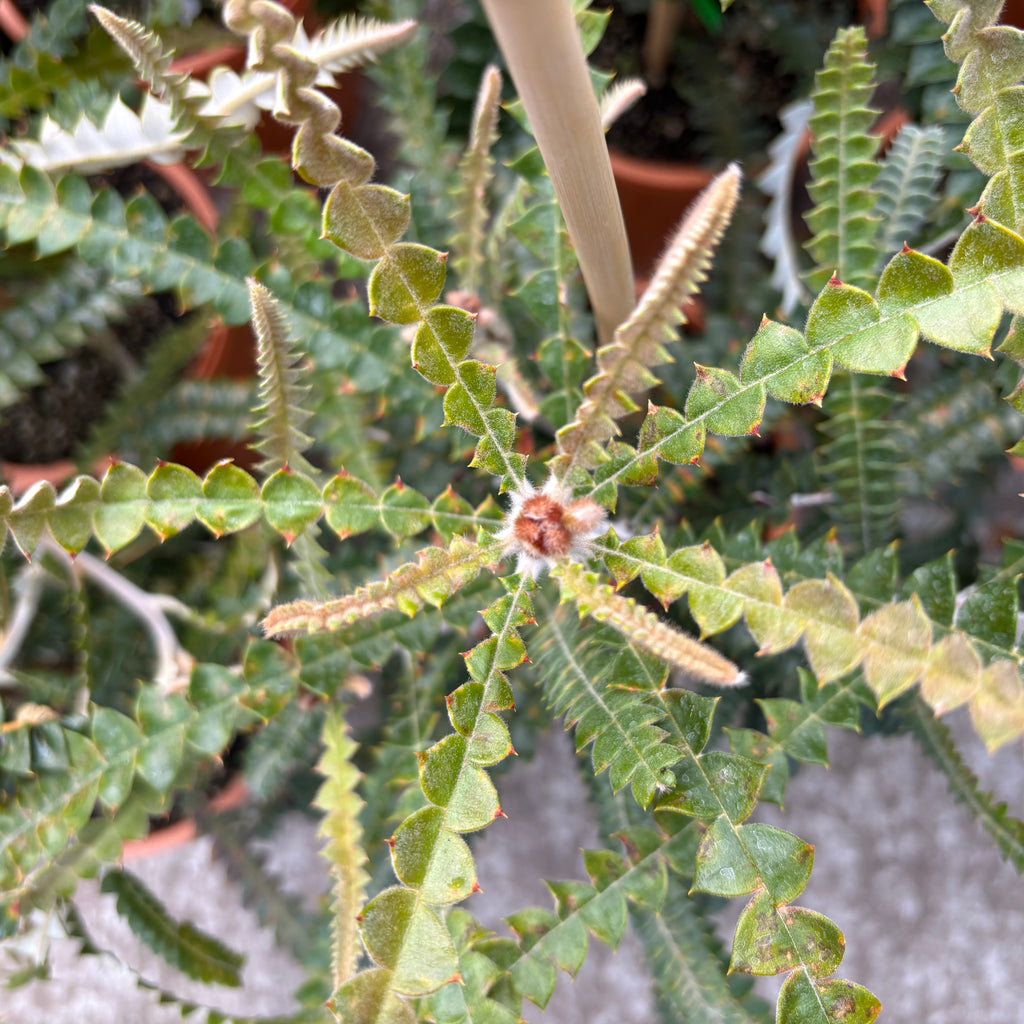 Banksia Speciosa Image