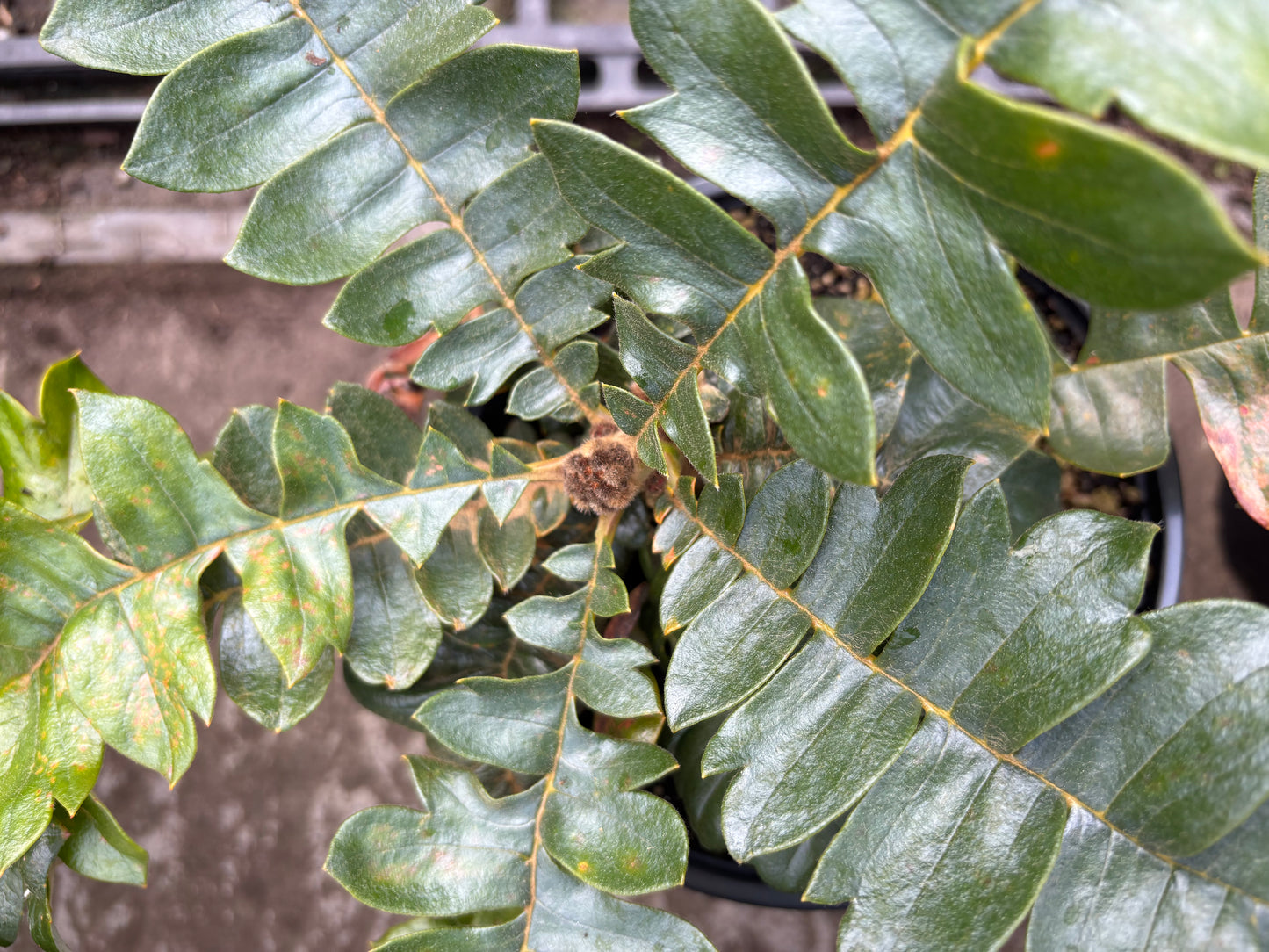 Banksia grandis Coastal 2