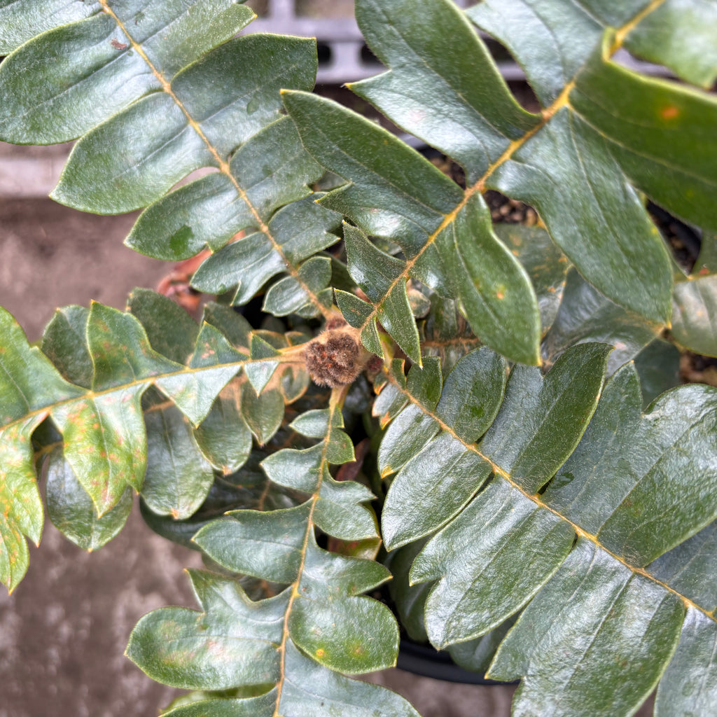 Banksia grandis Coastal Image