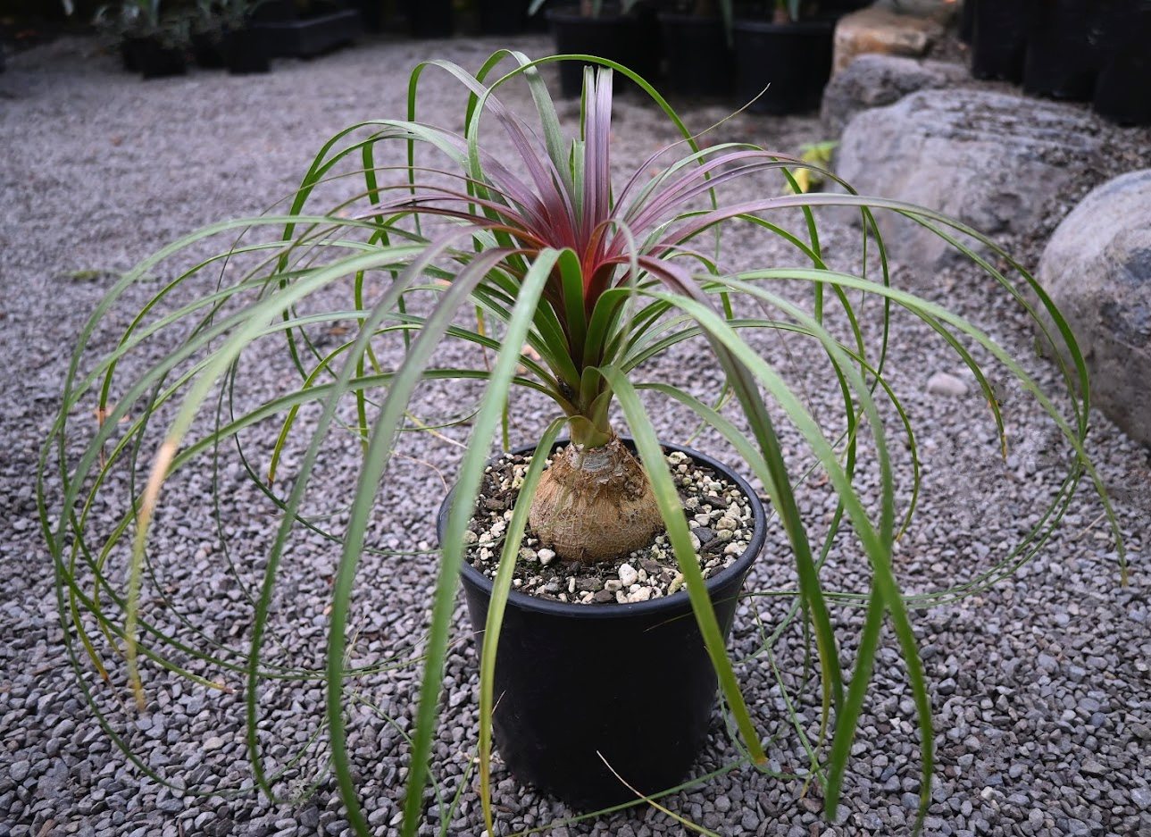 Beaucarnea recurvata 2