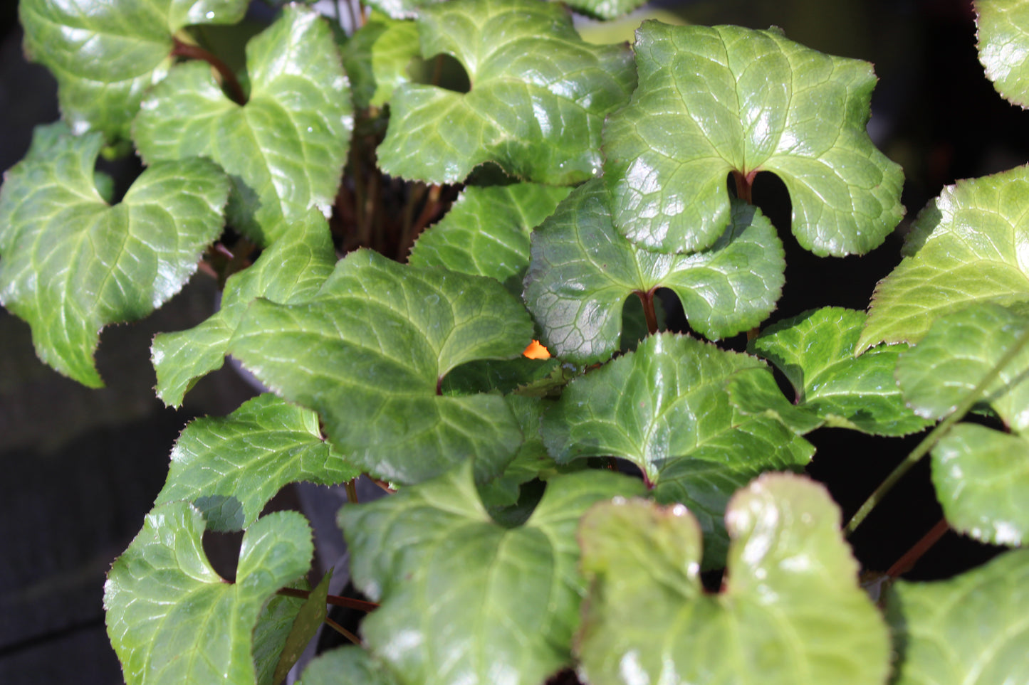 Beesia calthifolia