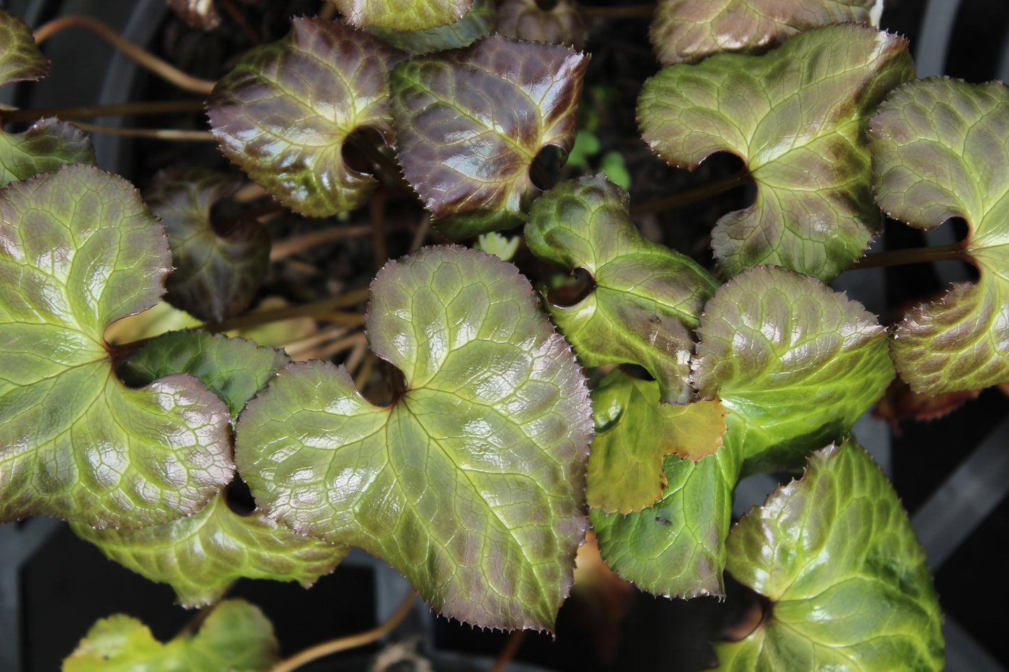 Beesia calthifolia 3