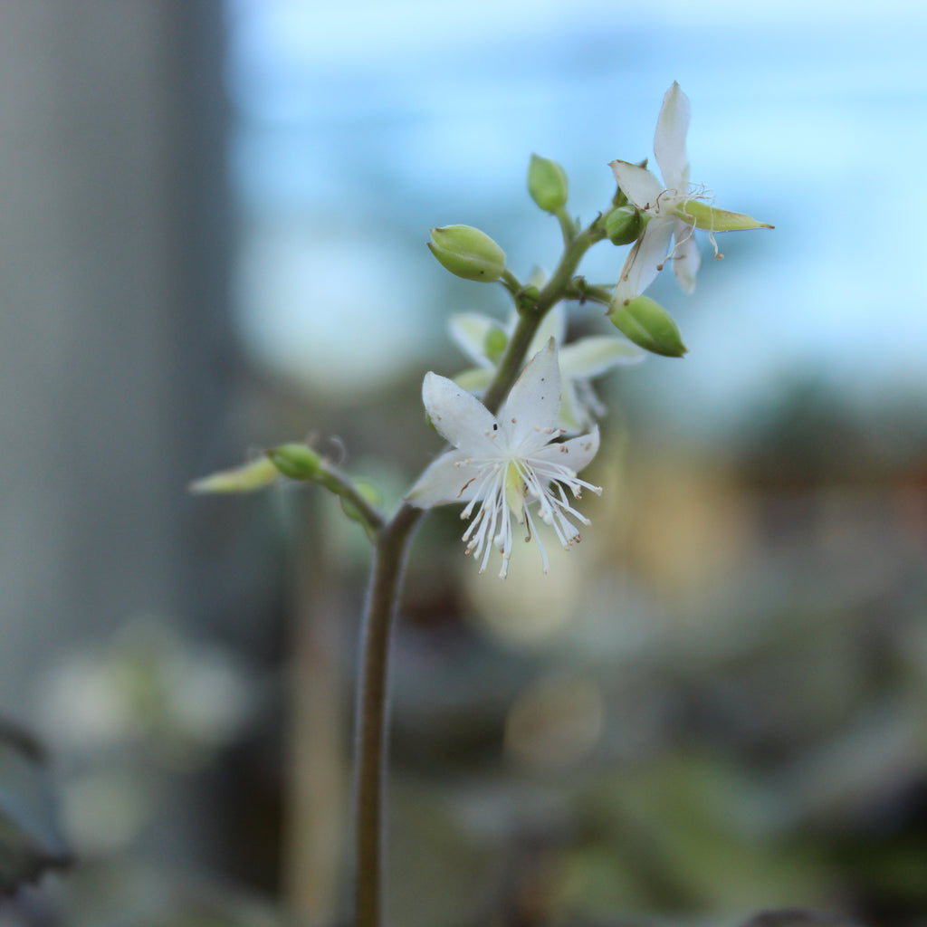Beesia calthifolia Image