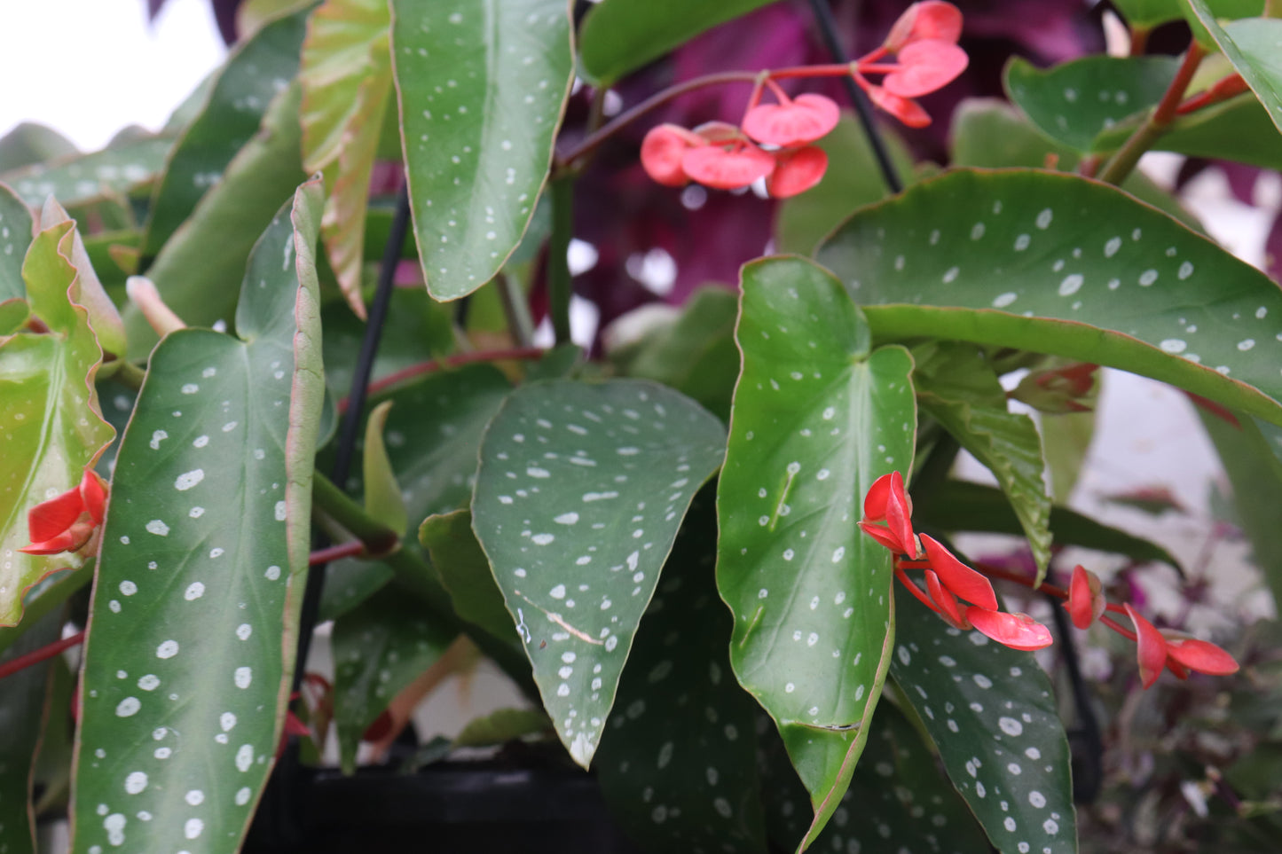 Begonia maculata