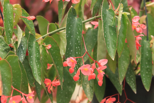 Begonia maculata 2
