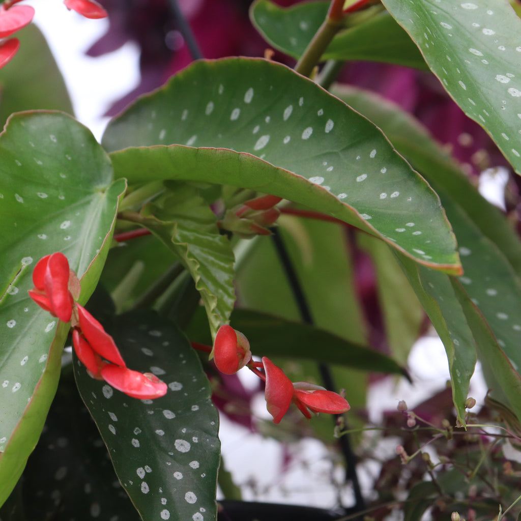 Begonia maculata Image