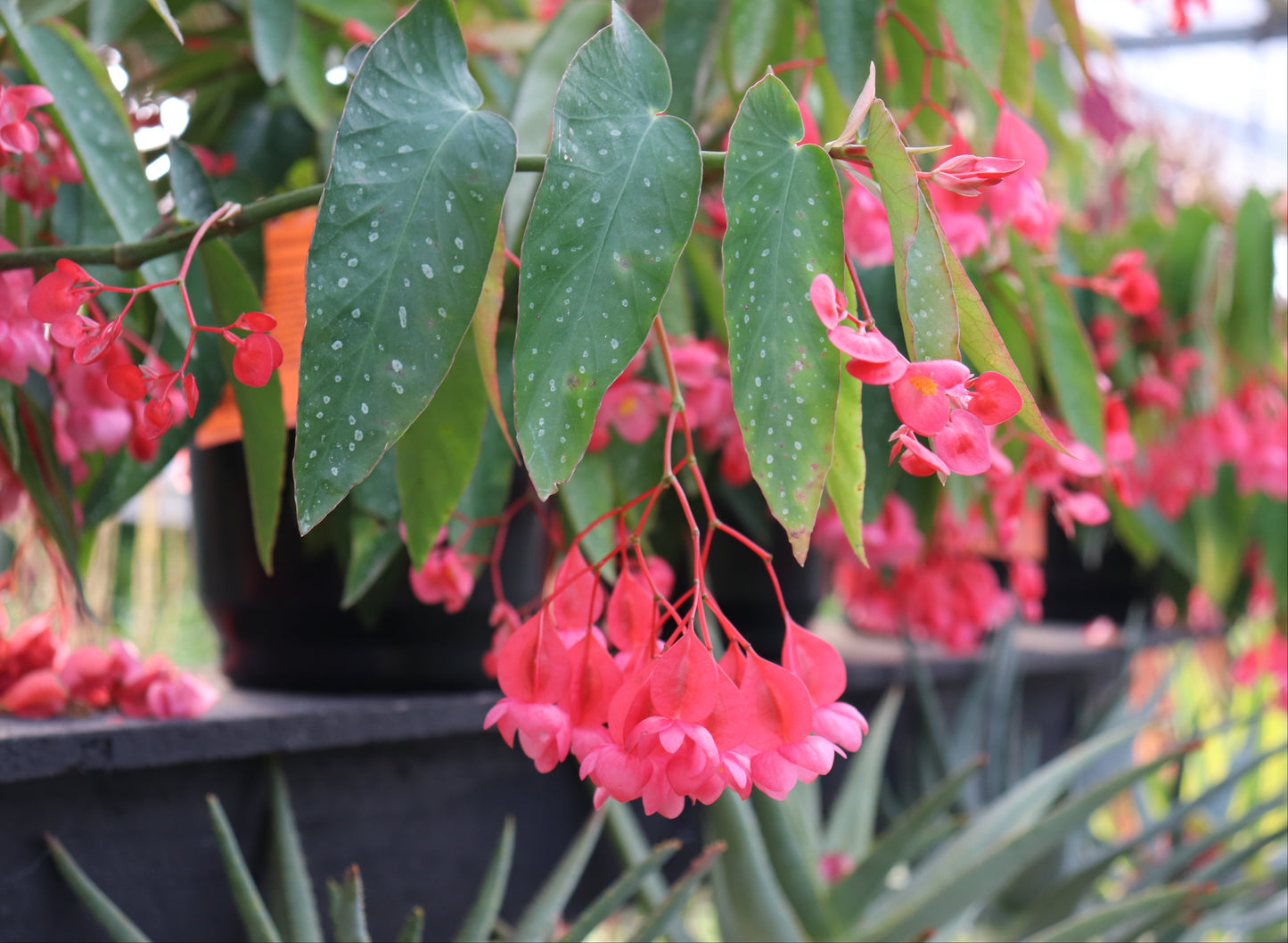 Begonia maculata 4