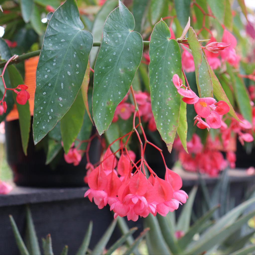 Begonia maculata Image