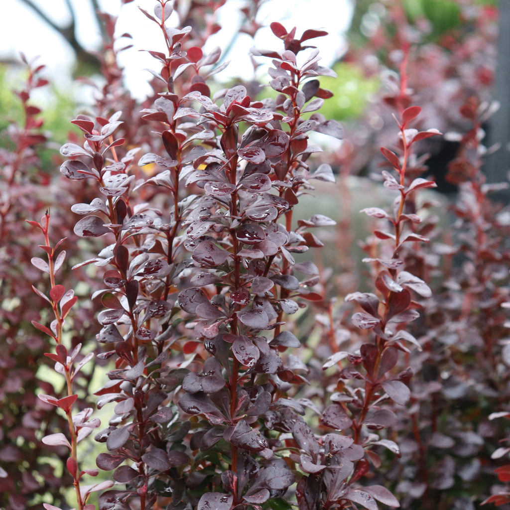 Berberis Helmond Pillar Image