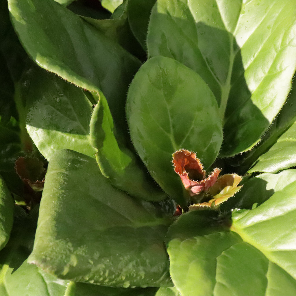 Bergenia Snow Cloud Image