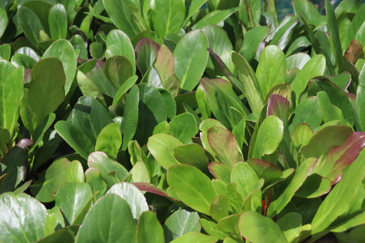 Bergenia Wanaka Snow