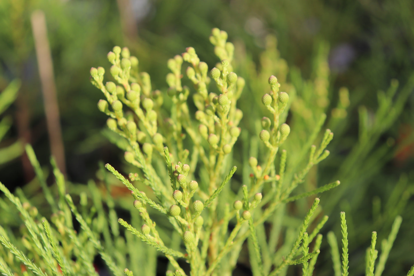 Berzelia lanuginosa 2