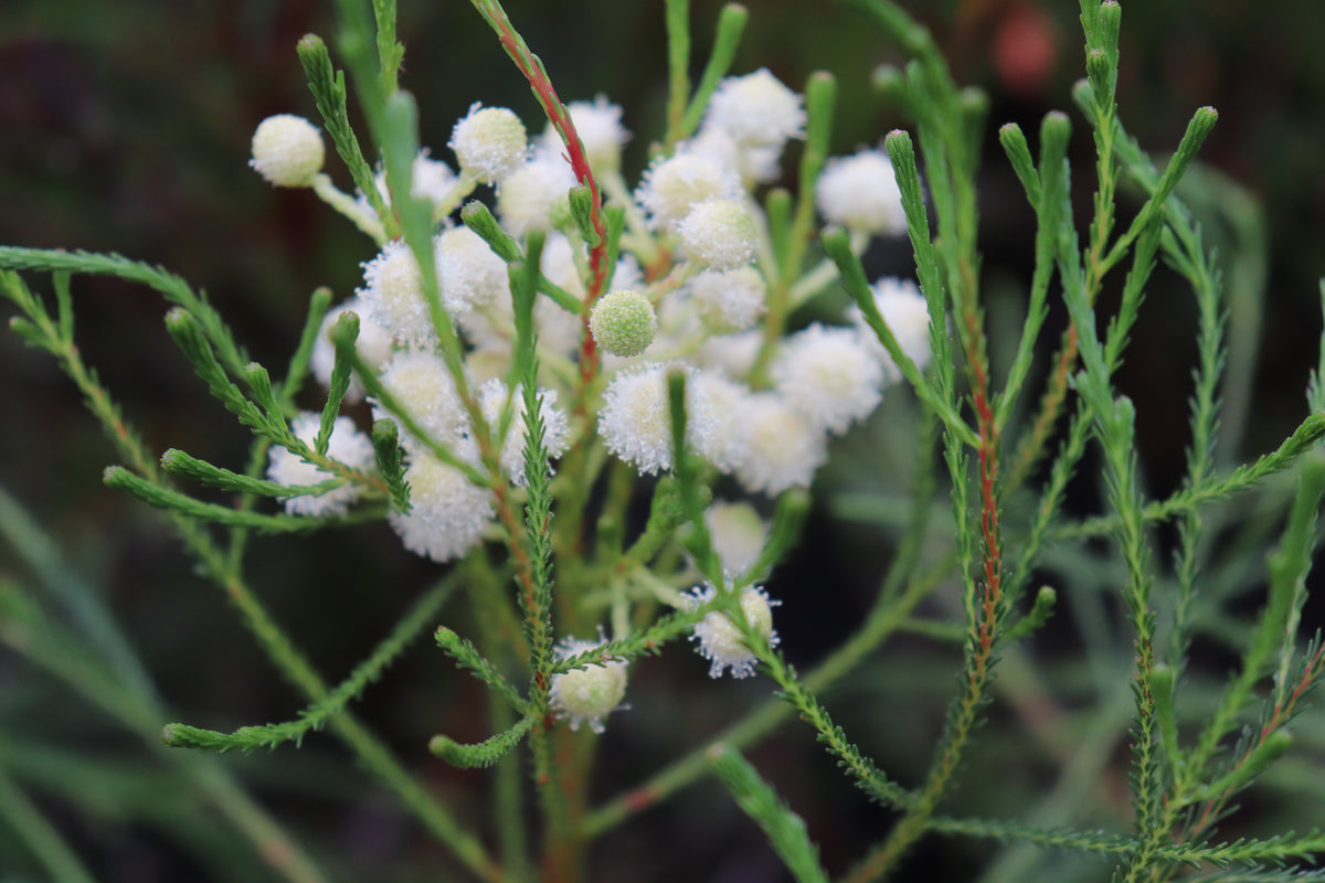 Berzelia lanuginosa 3
