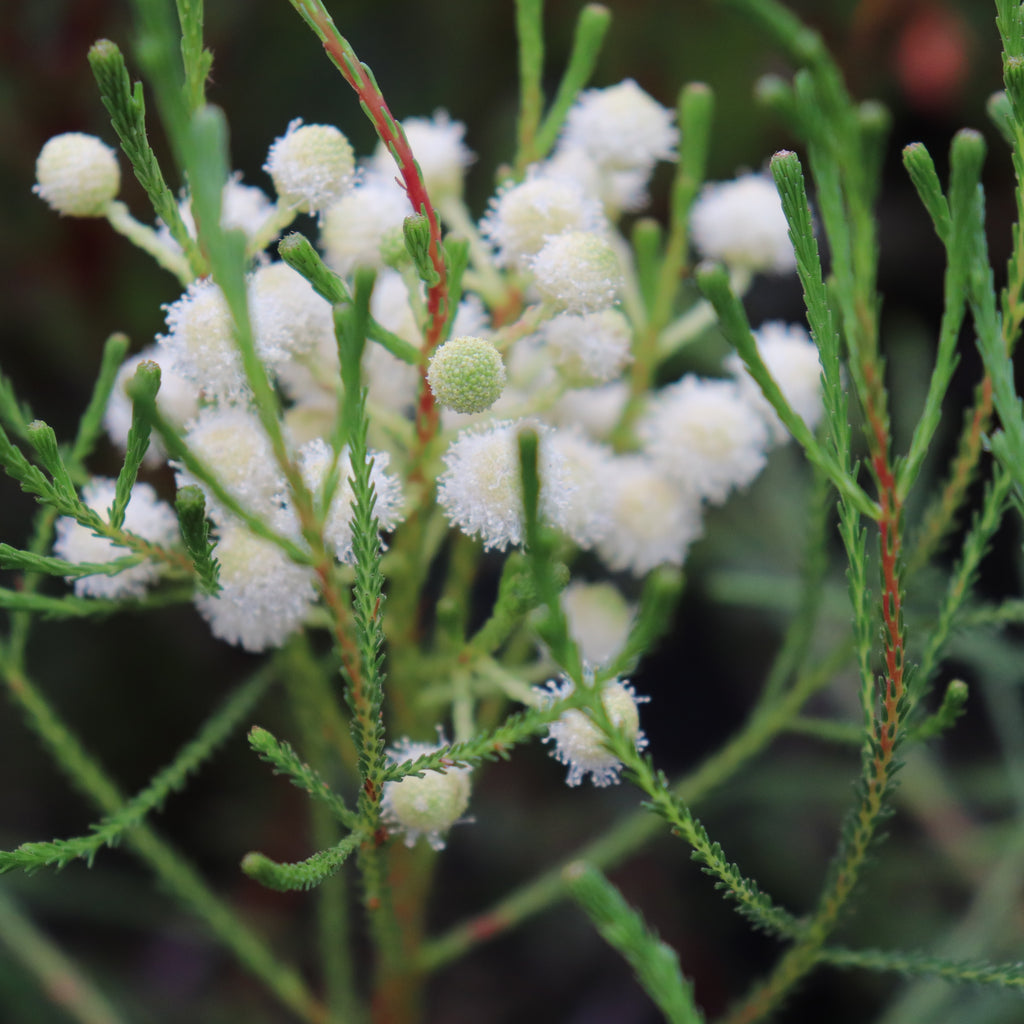 Berzelia lanuginosa Image