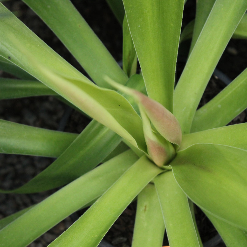 Beschoneria tonelli Image