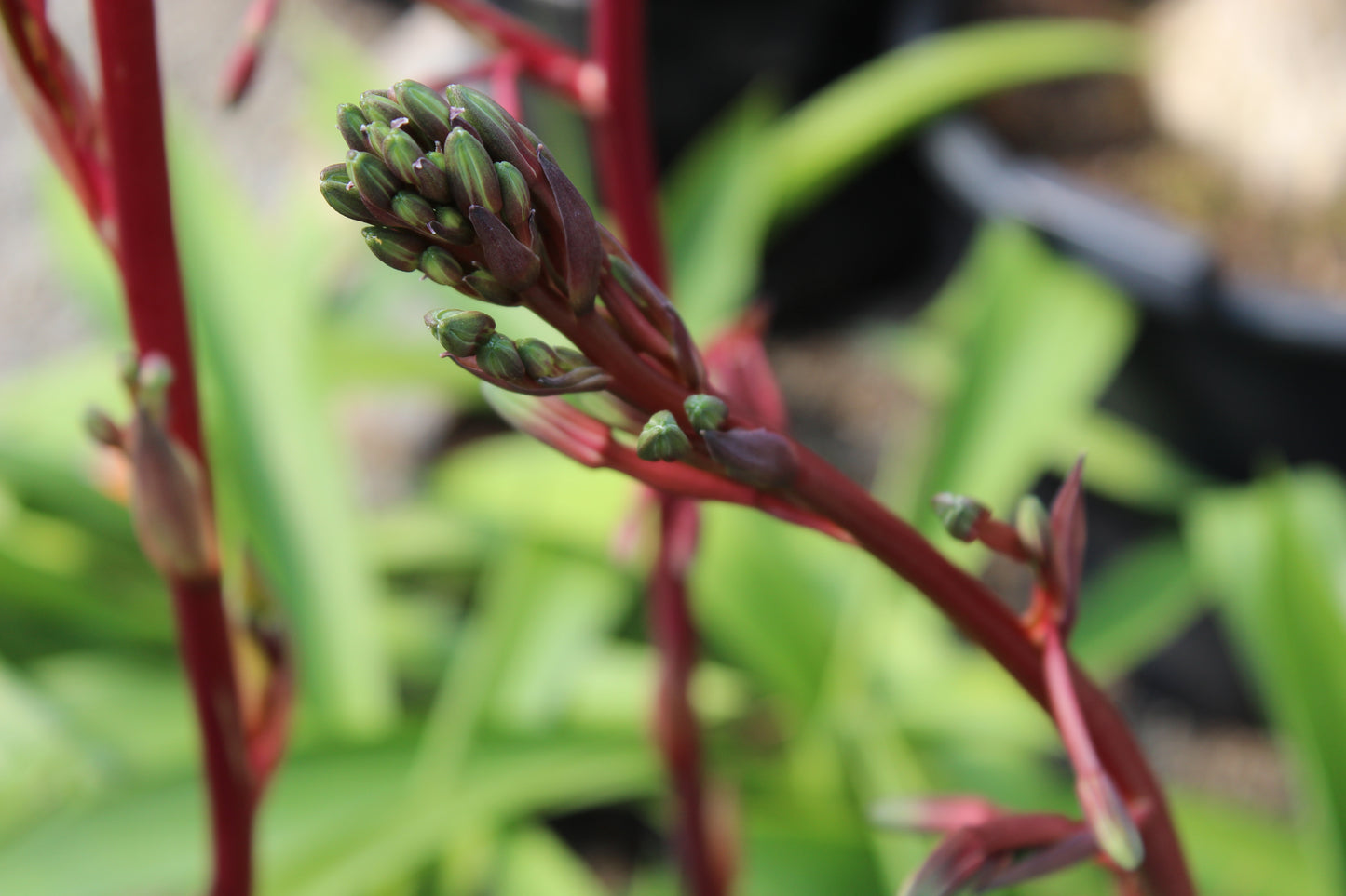 Beschoneria tonelli flower