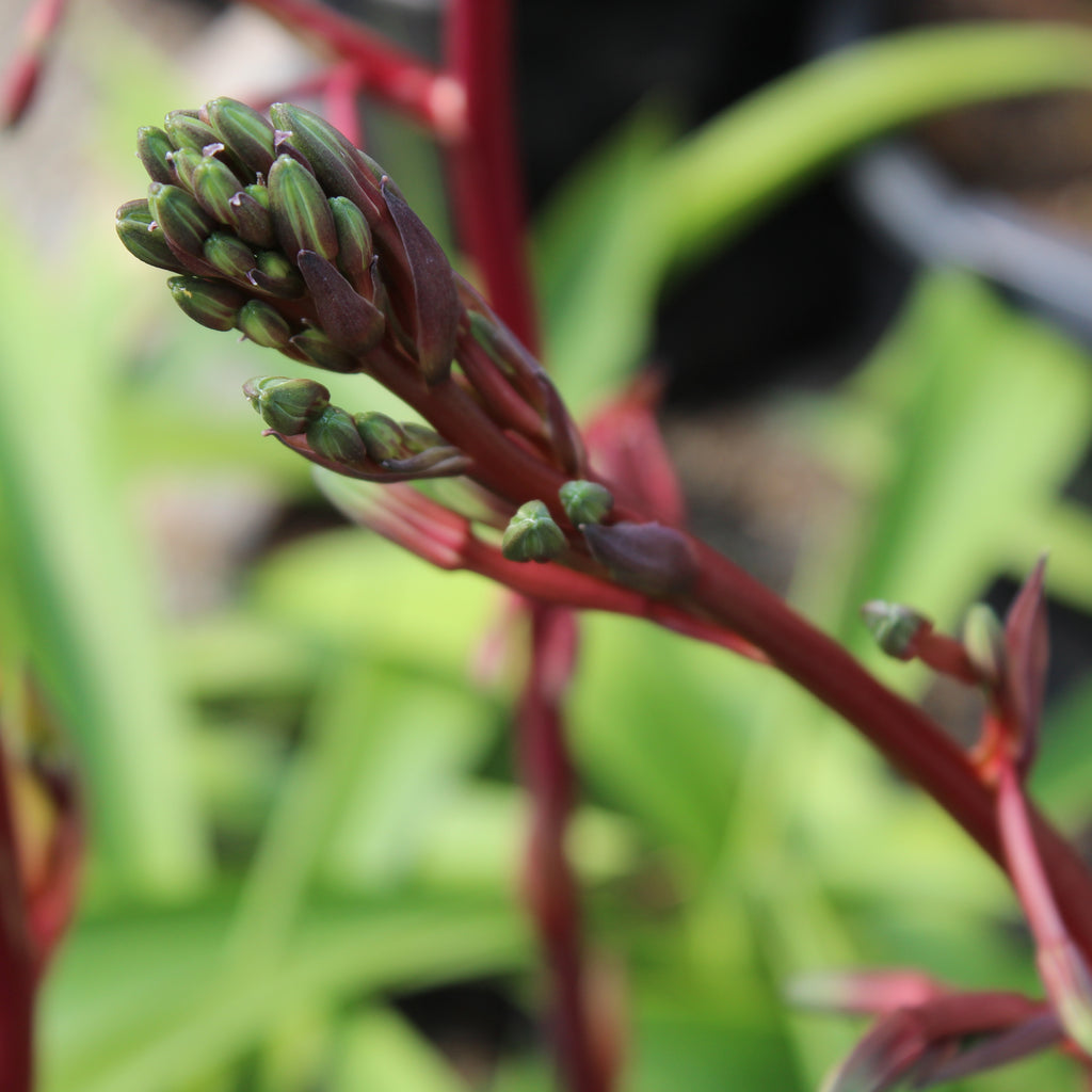 Beschoneria tonelli Image