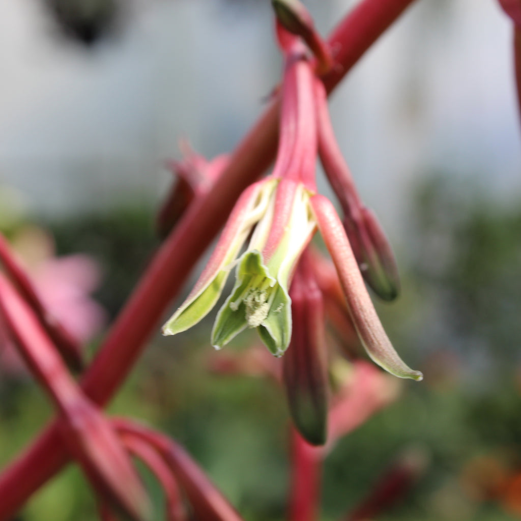 Beschoneria tonelli Image
