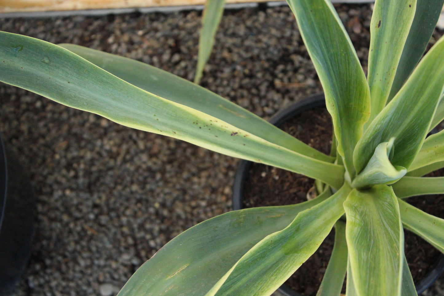 Beschoneria yuccoides