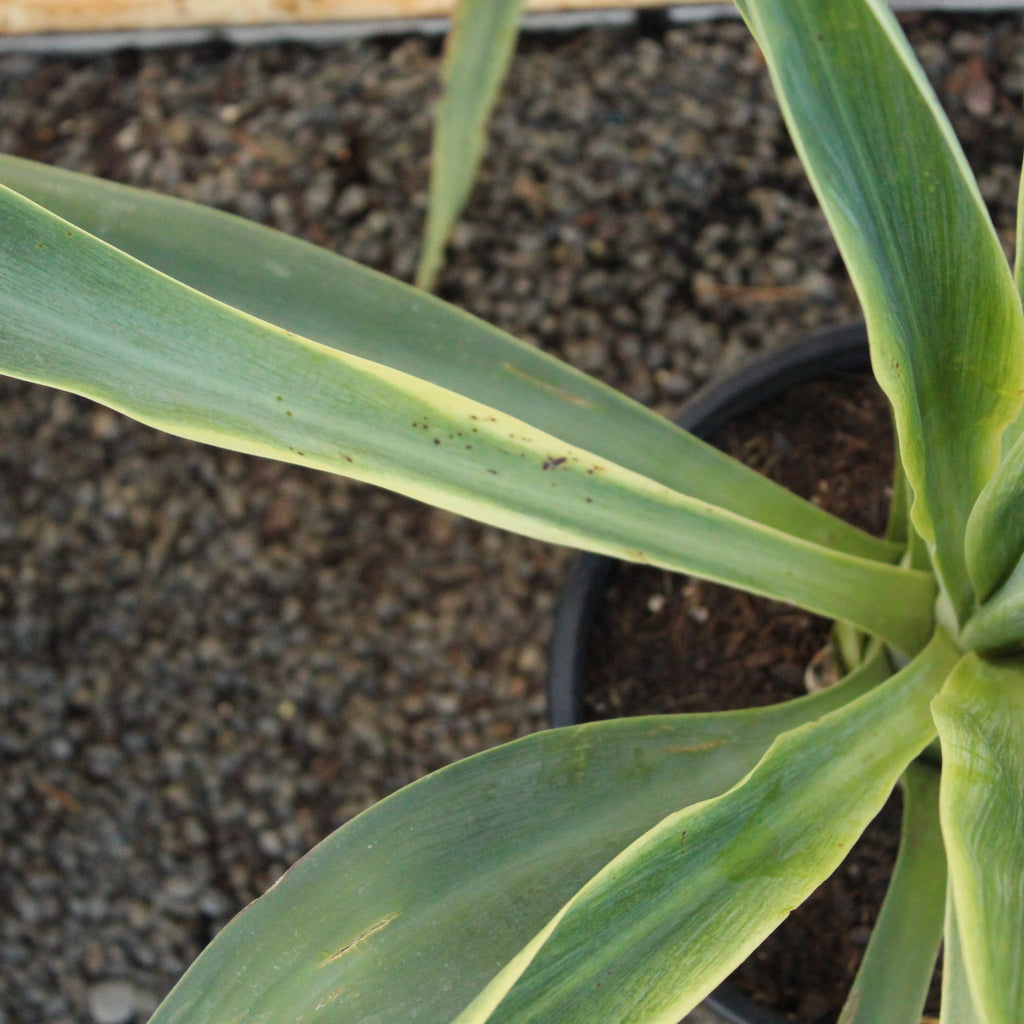 Beschoneria yuccoides Image