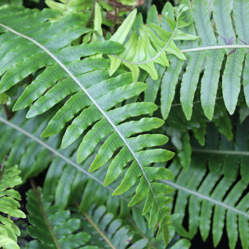 Blechnum discolor Image