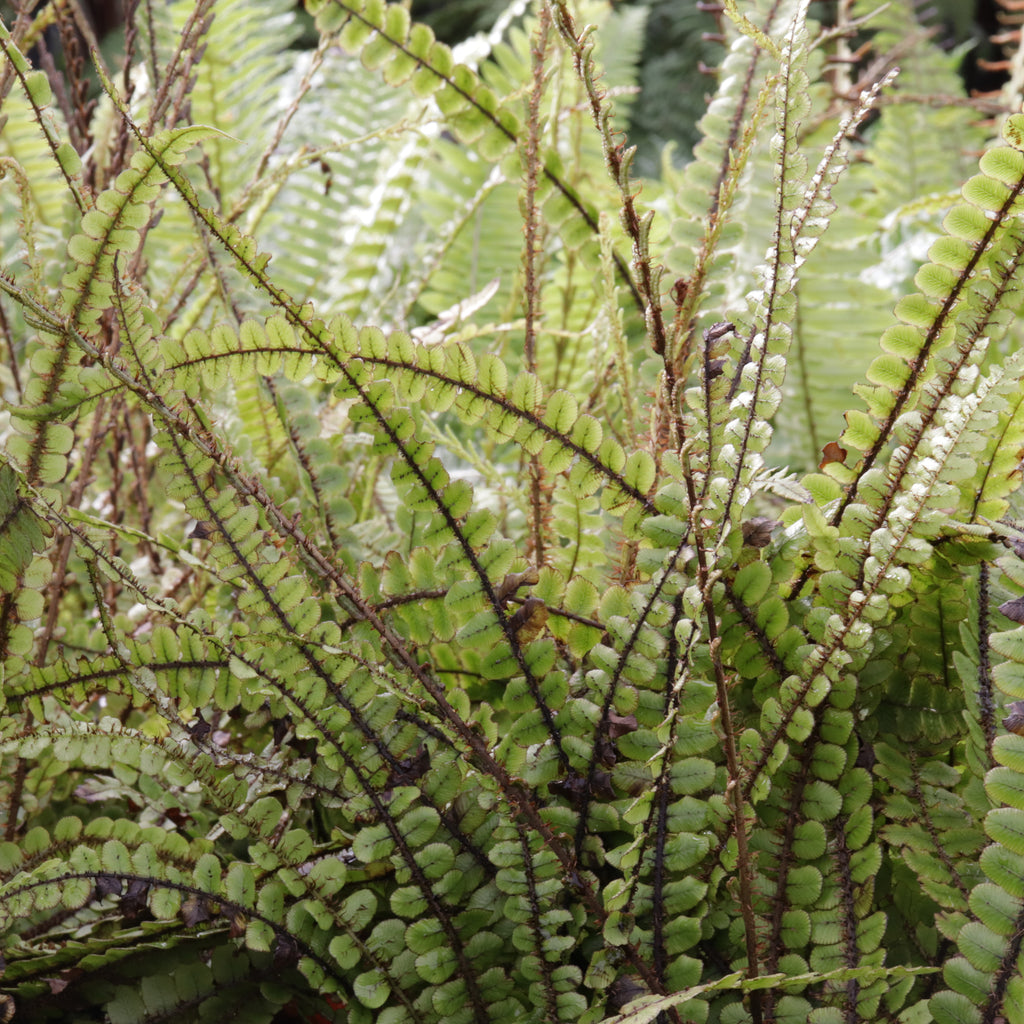 Blechnum fluviatile Image