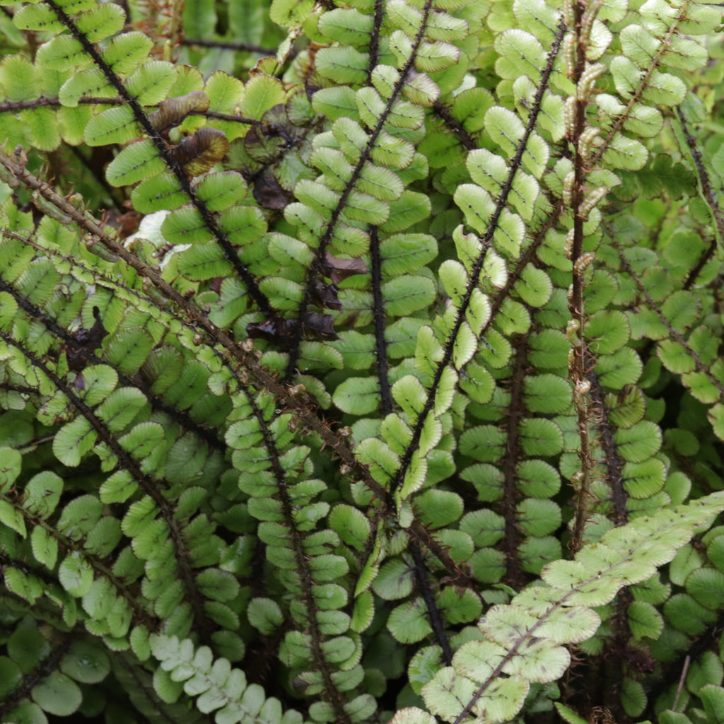 Blechnum fluviatile Image
