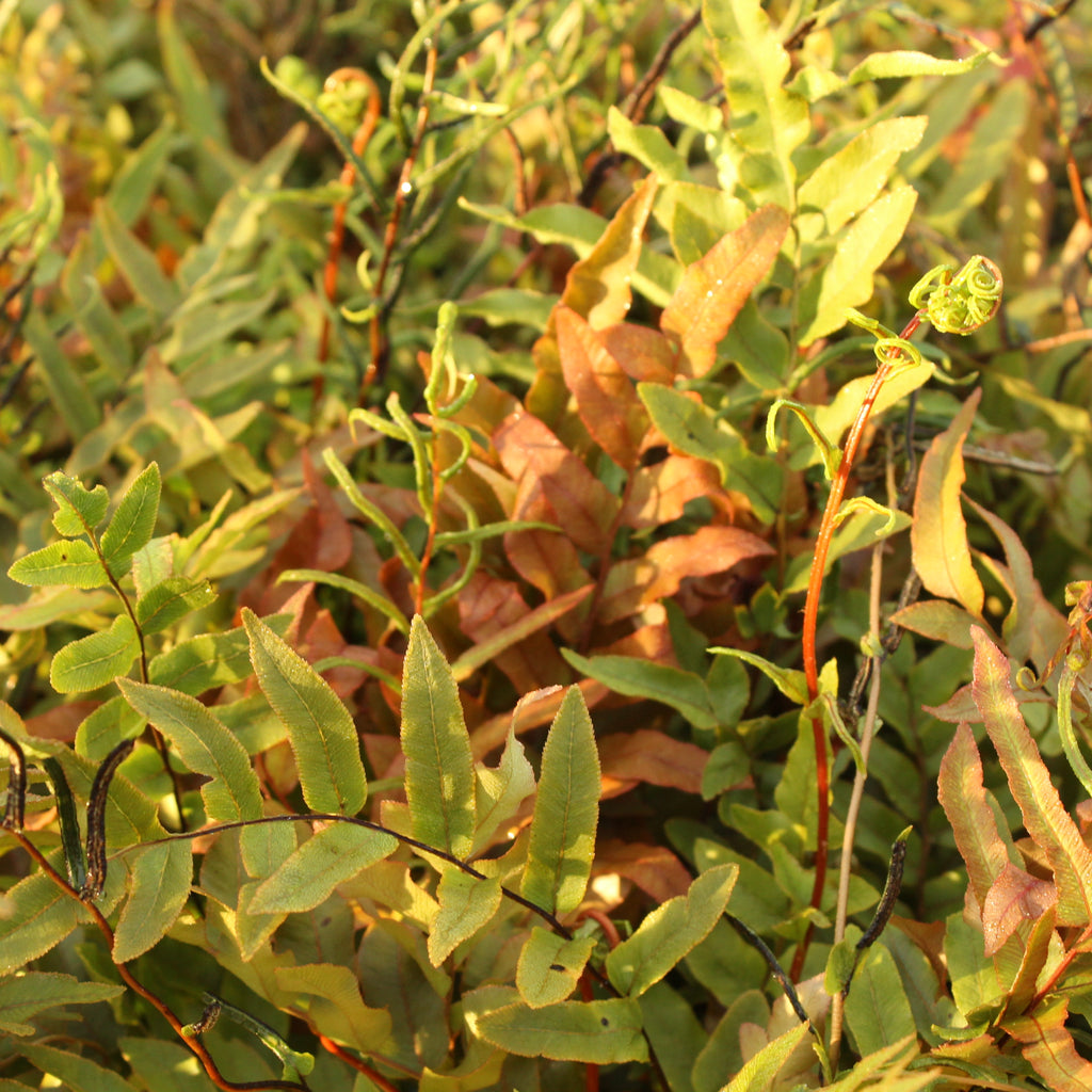 Blechnum minus Image