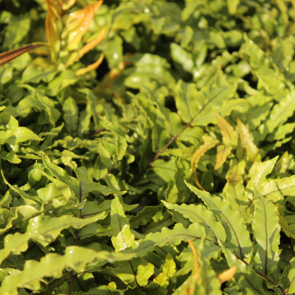 Blechnum montanum Image