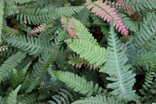Blechnum parrisiae