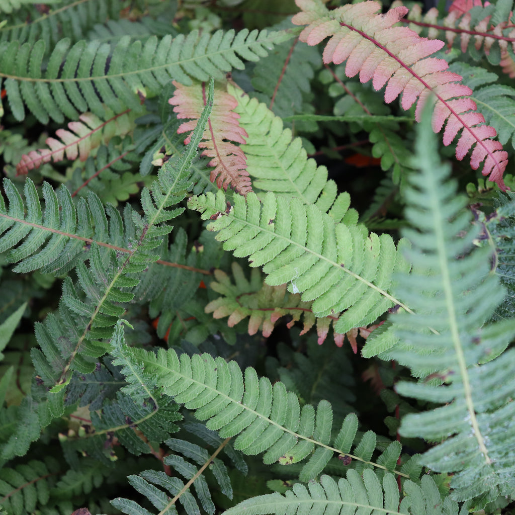 Blechnum parrisiae Image