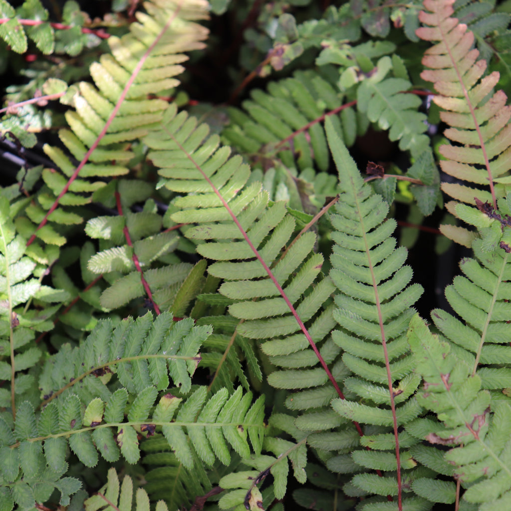Blechnum parrisiae Image