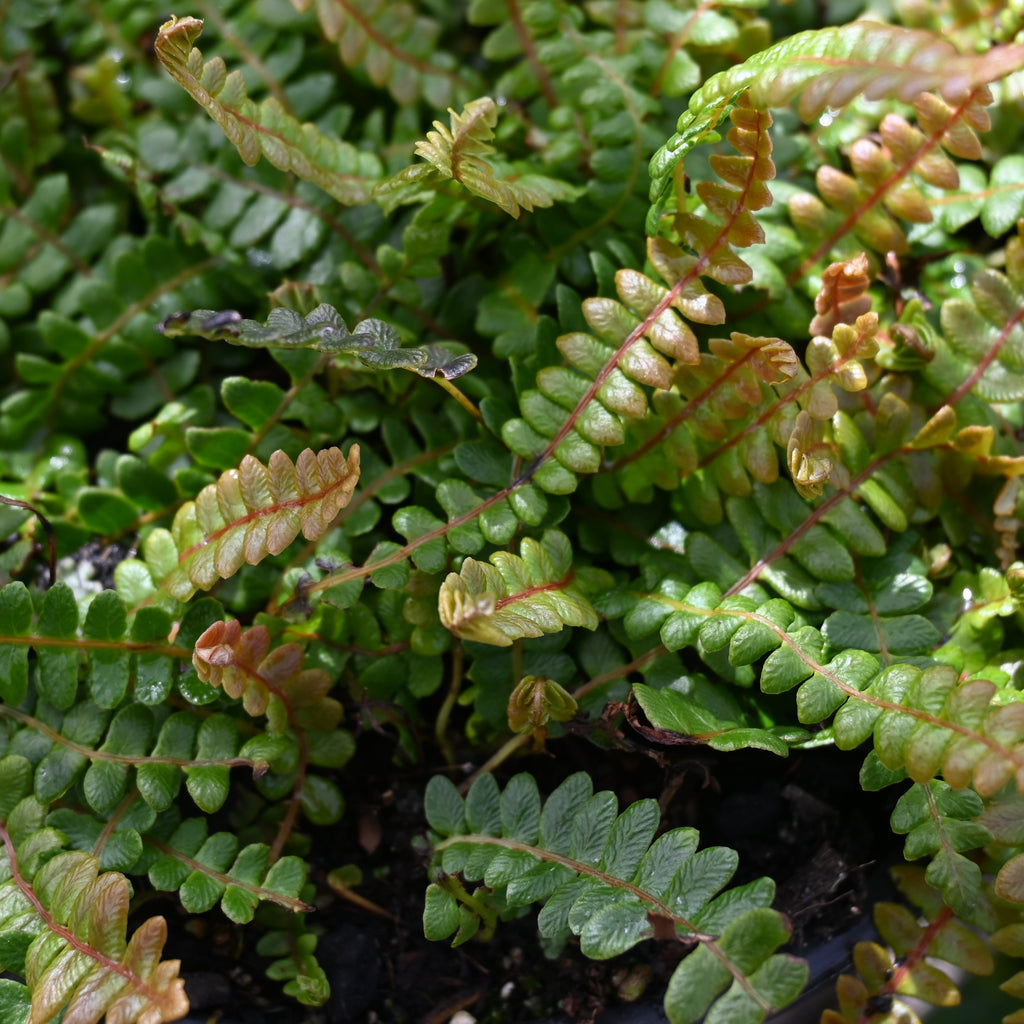 Blechnum pennamarina Image