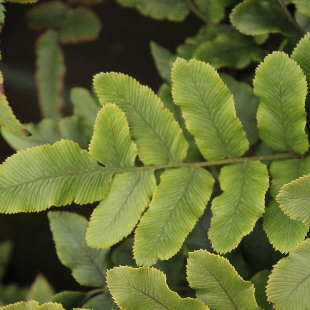 Blechnum procerum Image