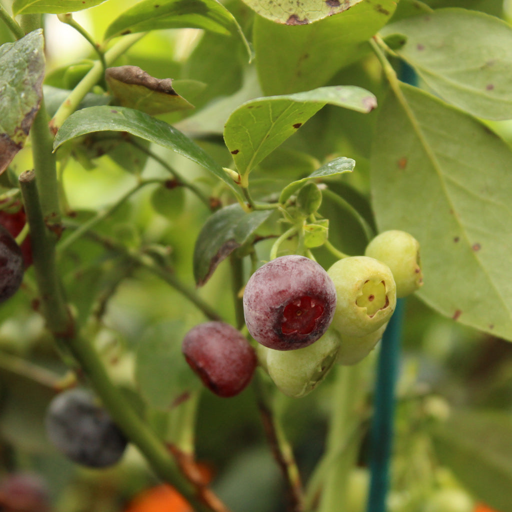 Blueberry Powder Blue Image