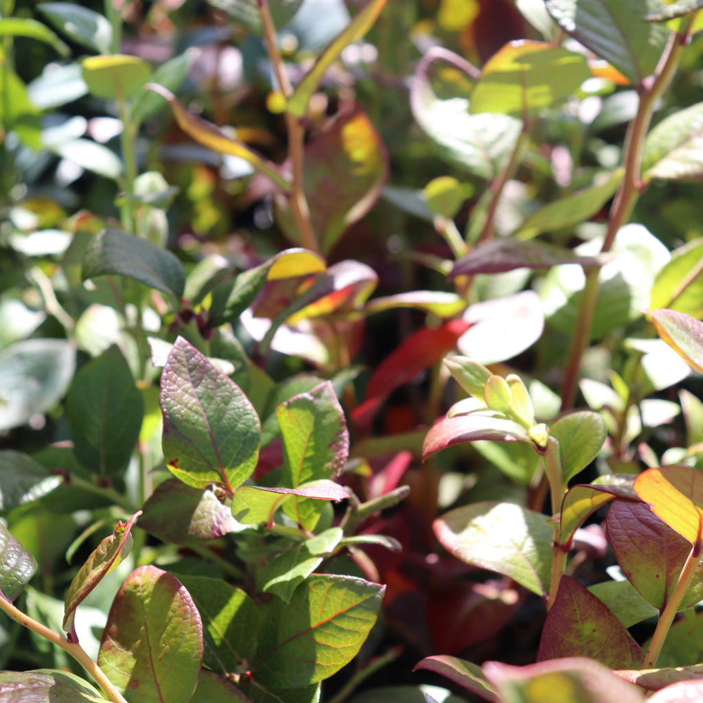 Blueberry Puru Image