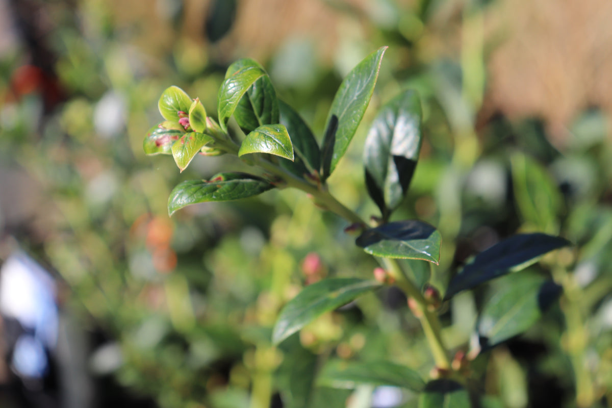 Blueberry Reka – Texture Plants, Landscapes, Lush Lawns Christchurch