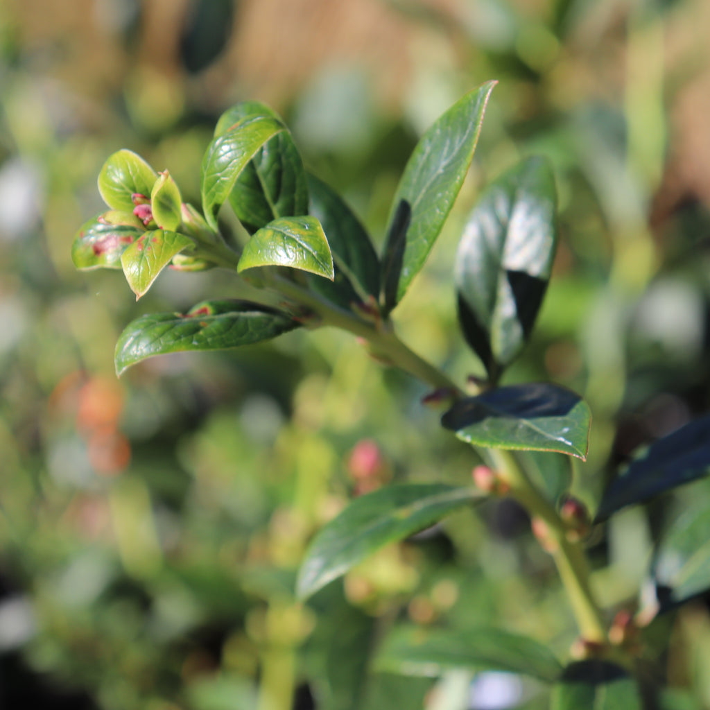 Blueberry Reka Image